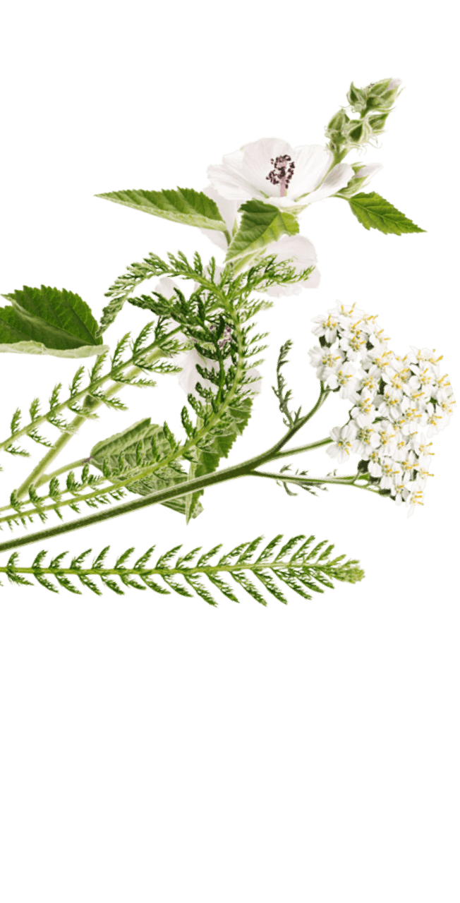 fiore bianco